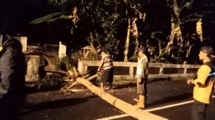 Evakuasi Pohon Tumbang Oleh FPRB Argomulyo